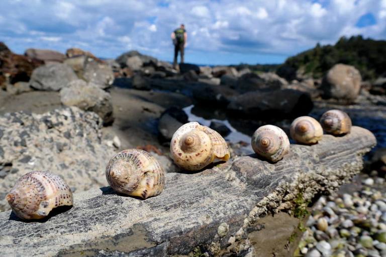 Muscheln bei Armour Bay
