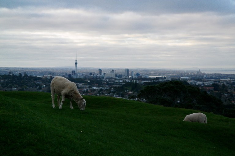 Aussicht vom One Tree Hill auf Downtown Auckland mit Schaf