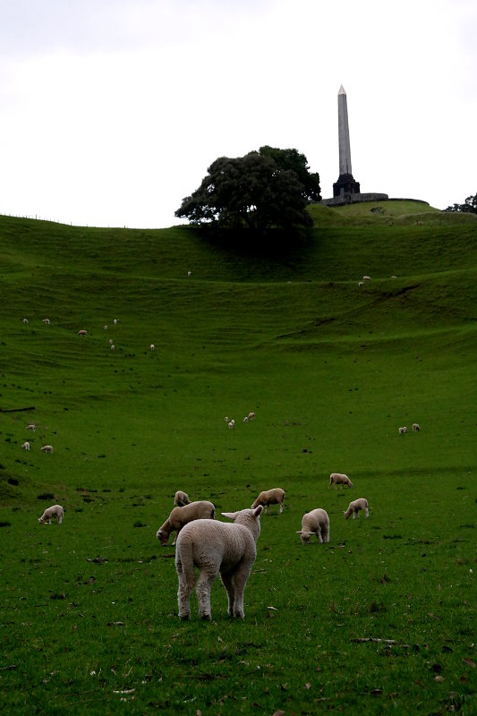 One Tree Hill Auckland Schafe