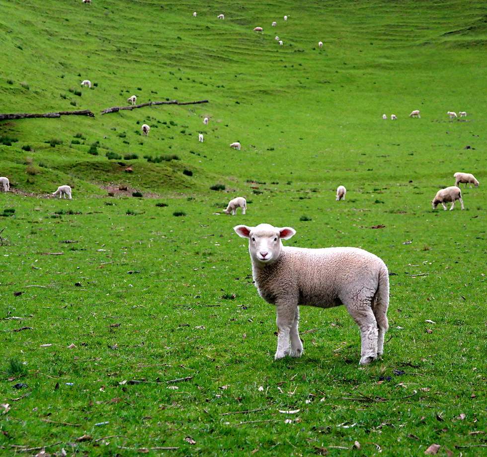 Schafe auf dem One Tree Hill in Auckland