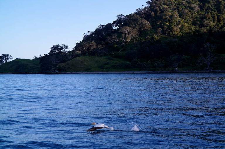 Bastölpel Neuseeland