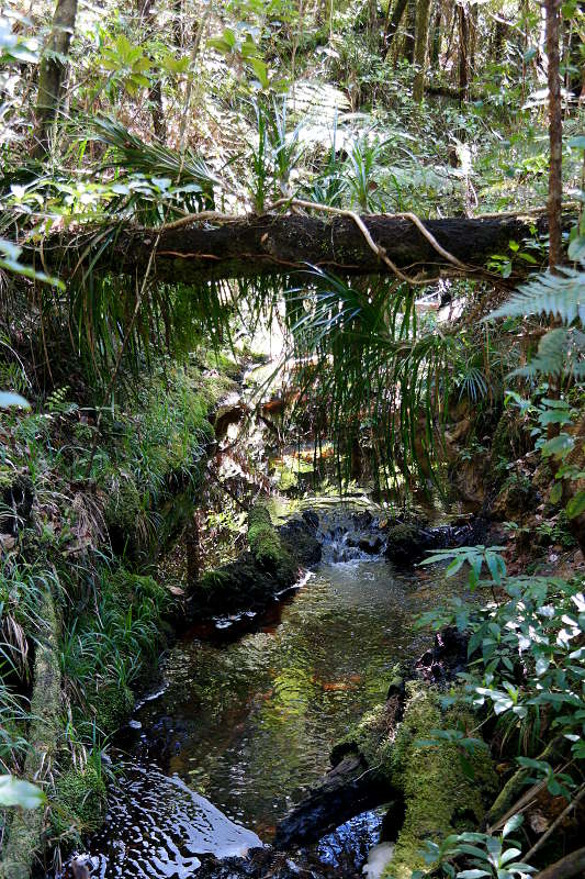 Waipoua Forest