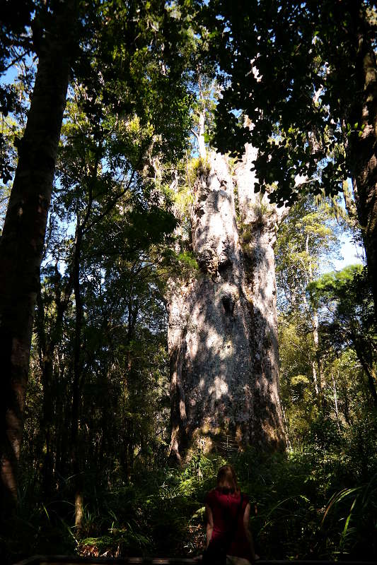 Waipoua Forest Te Matua Ngahere