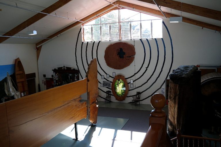 Kauri Museum alte Kauri Bäume