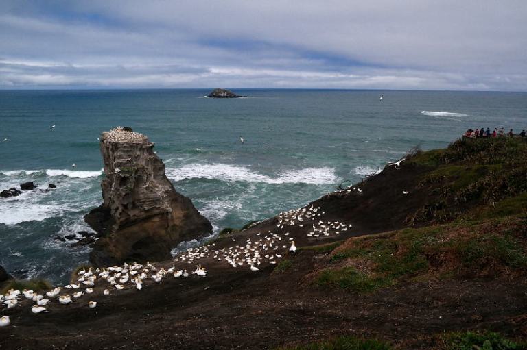 Bastölpel Muriwai