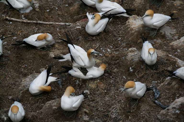 Bastölpel Vögeln Muriwai