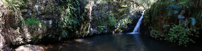 Tanekaha Falls Track