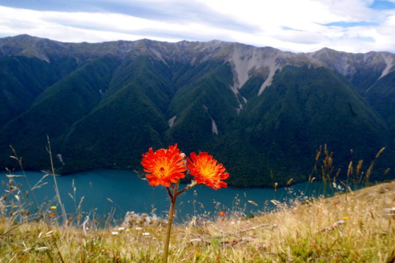 nelson_lakes_mt_robert_14