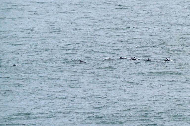 cape_foulwind_westport_01