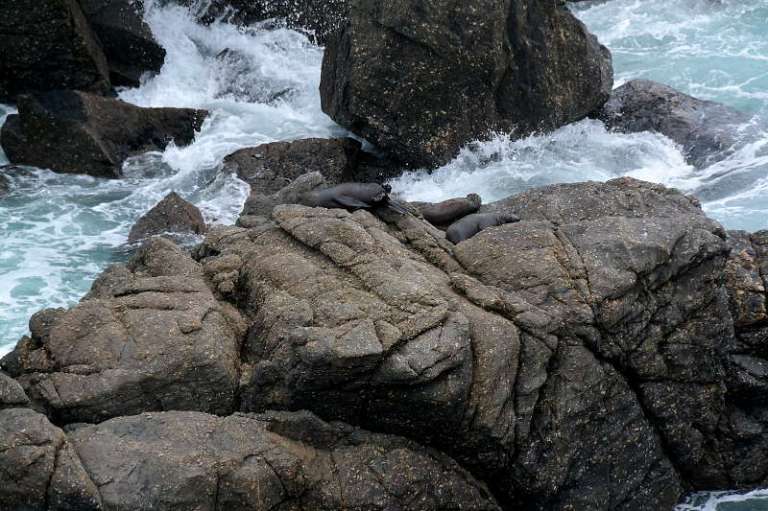 cape_foulwind_westport_02