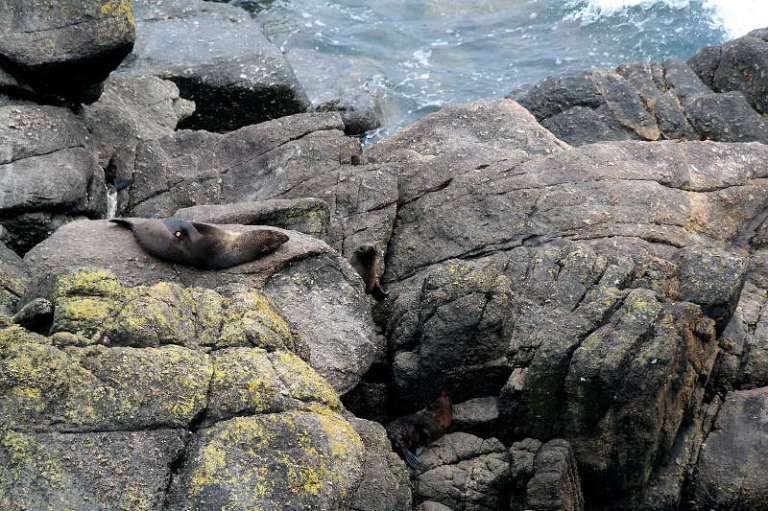 cape_foulwind_westport_03