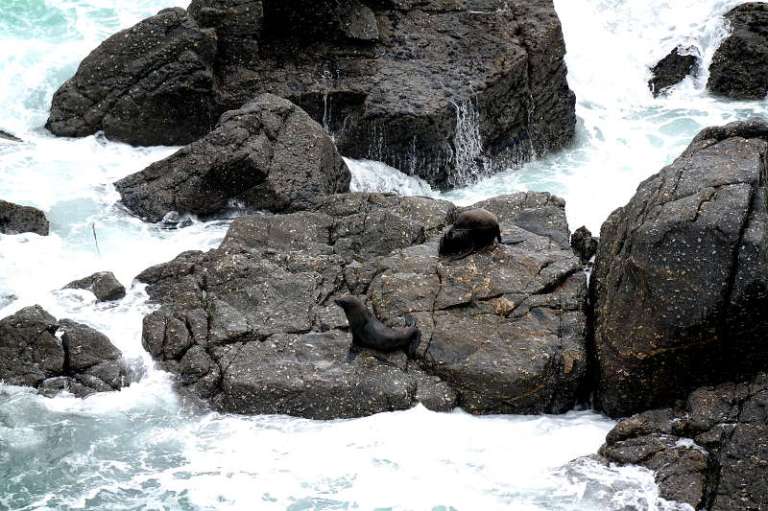 cape_foulwind_westport_04