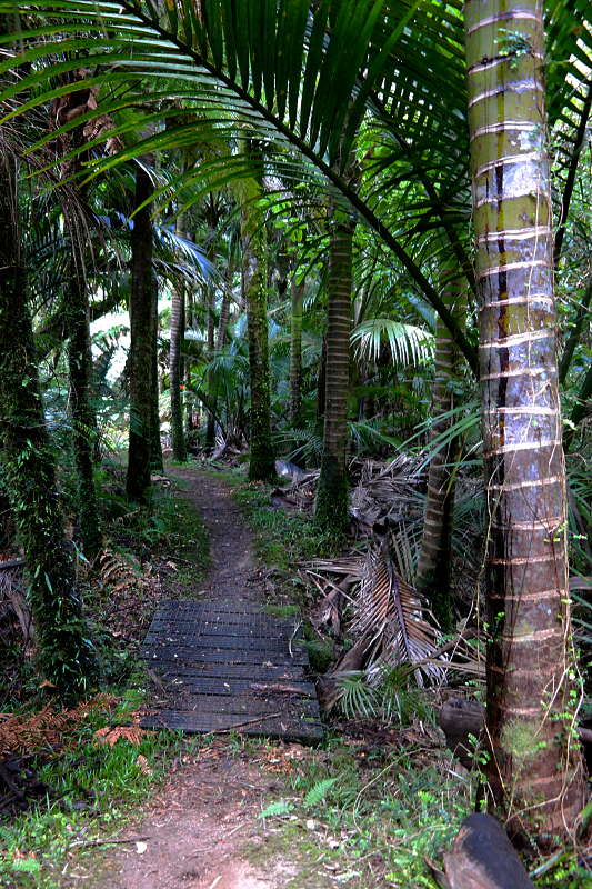 heaphy_track_03