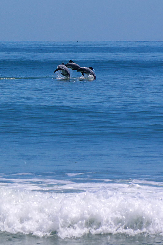 hector-delfine_schwimmen_03