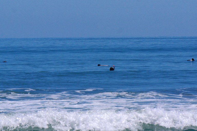 hector-delfine_schwimmen_04