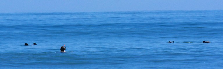 hector-delfine_schwimmen_05