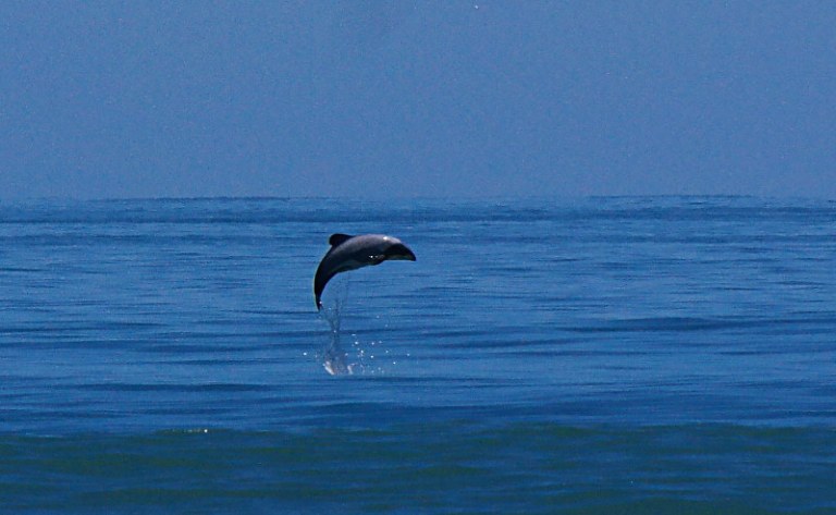 hector-delfine_schwimmen_07