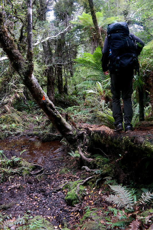 southern_coastal_track_18