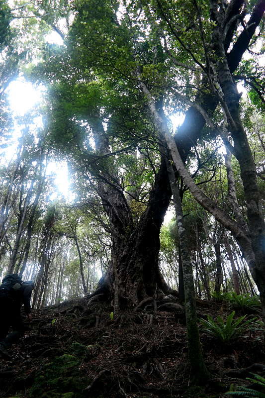 southern_coastal_track_23