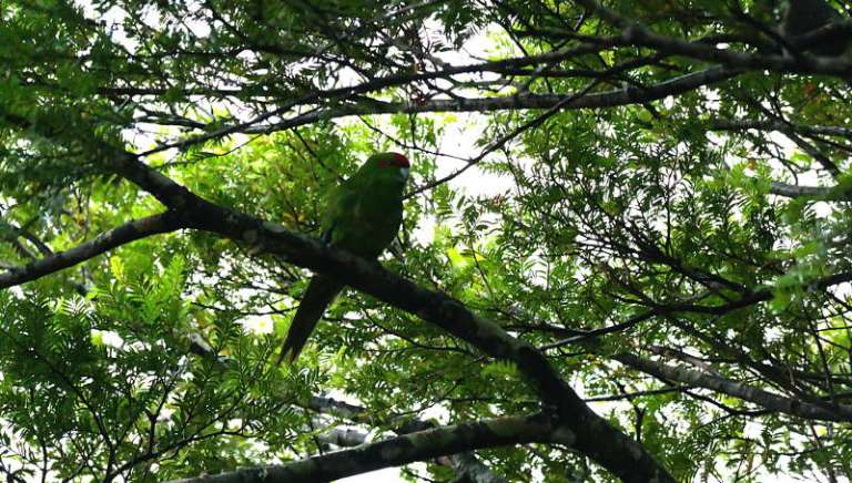 stewart_island_22_parakeet