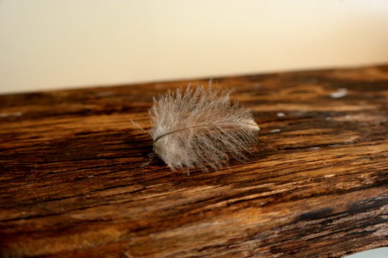 stewart_island_41_kiwi_feather