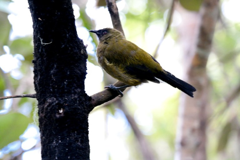 stewart_island_50_bellbird_ulva_island