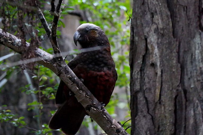 stewart_island_53_kaka_ulva_island