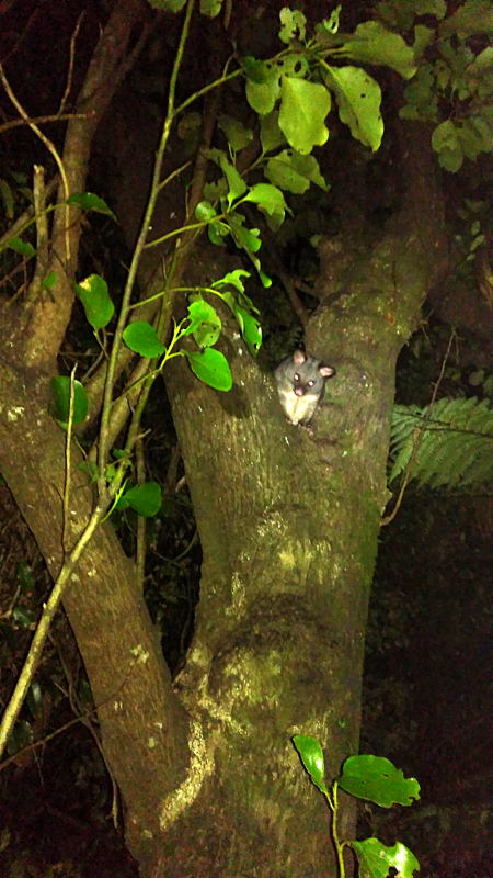 stewart_island_possum