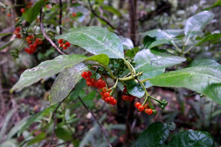 holdsworth_jumbo_circuit_11