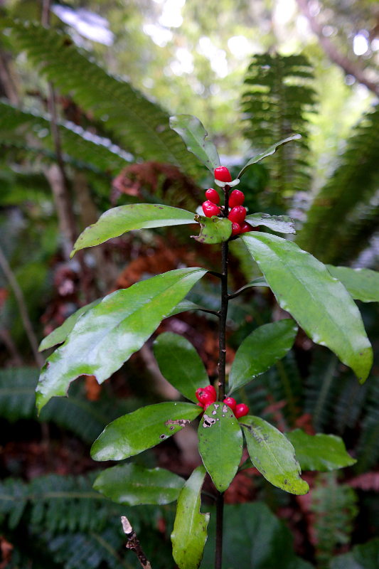 holdsworth_jumbo_circuit_12