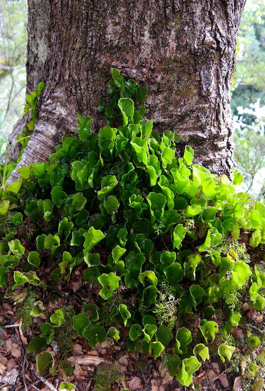 holdsworth_jumbo_circuit_13