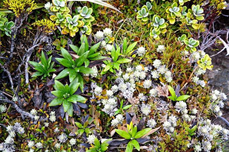 holdsworth_jumbo_circuit_31