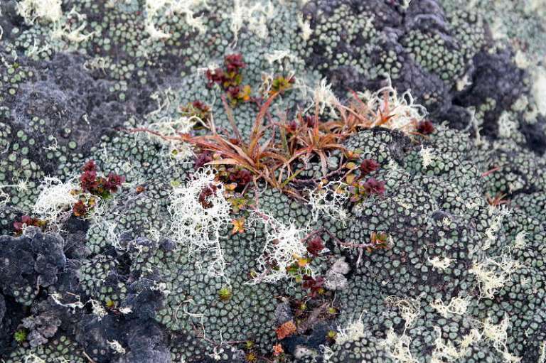 holdsworth_jumbo_circuit_33