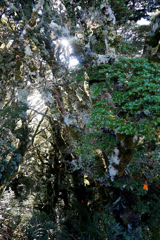 holdsworth_jumbo_circuit_53