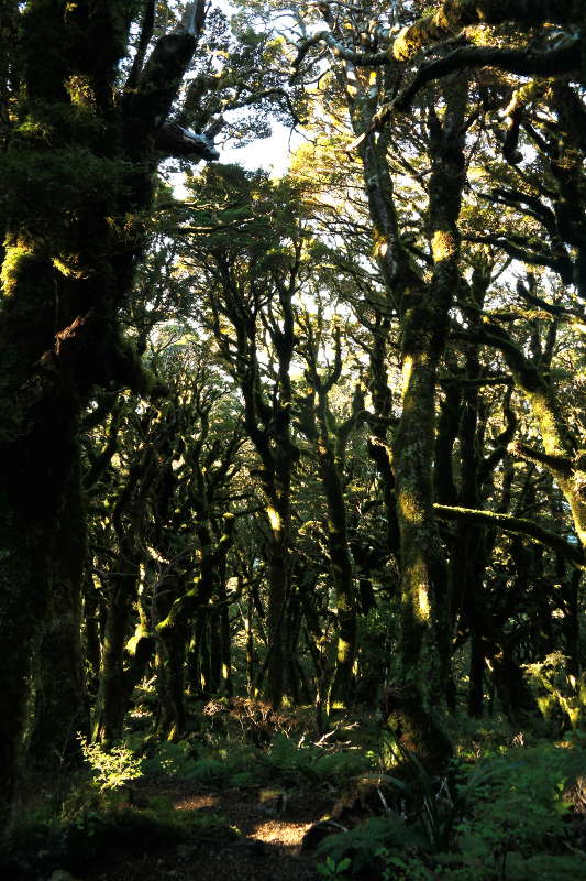 holdsworth_jumbo_circuit_54