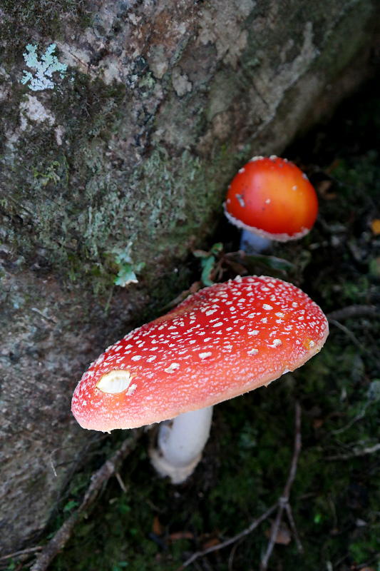 holdsworth_jumbo_circuit_55