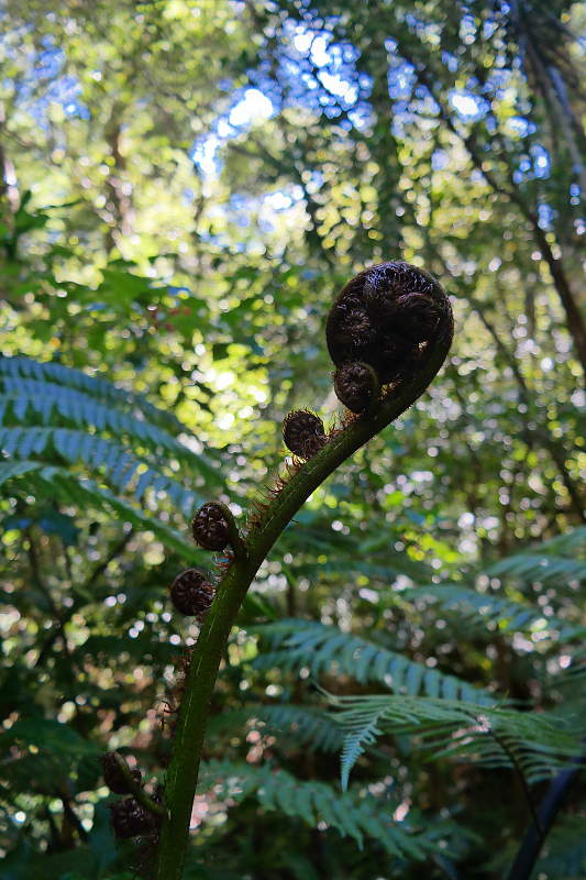 holdsworth_jumbo_circuit_58