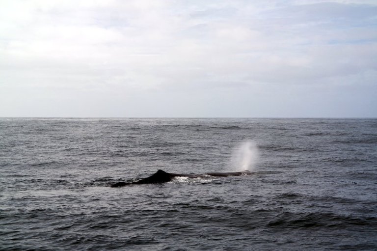 whalewatching_kaikoura_02
