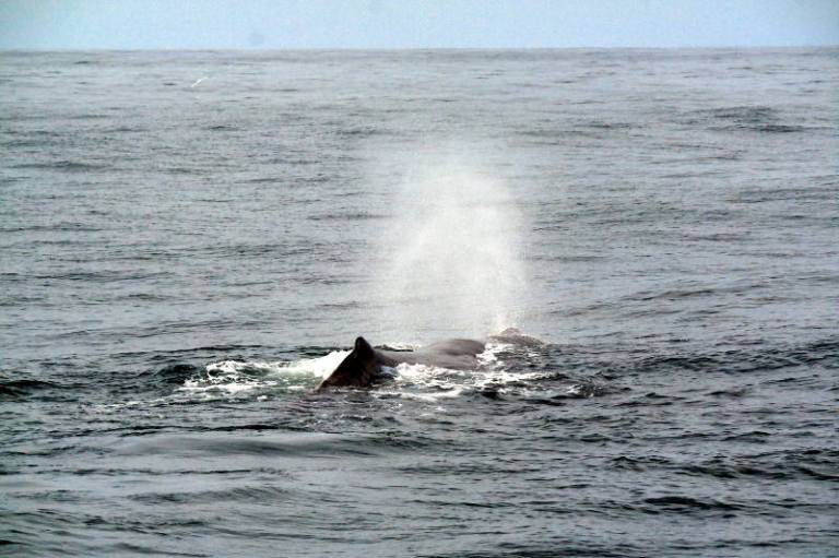 whalewatching_kaikoura_05