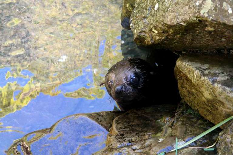 Seal pup Robben-Baby Neuseeland