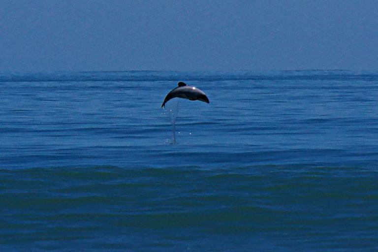 Hector-Delfin Neuseeland