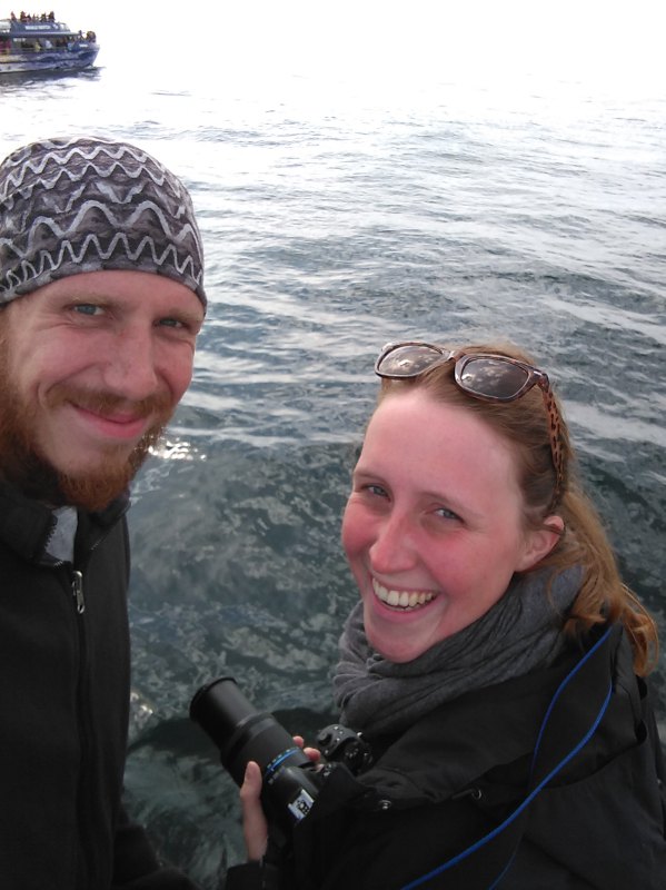 kaikoura_wale_beobachten