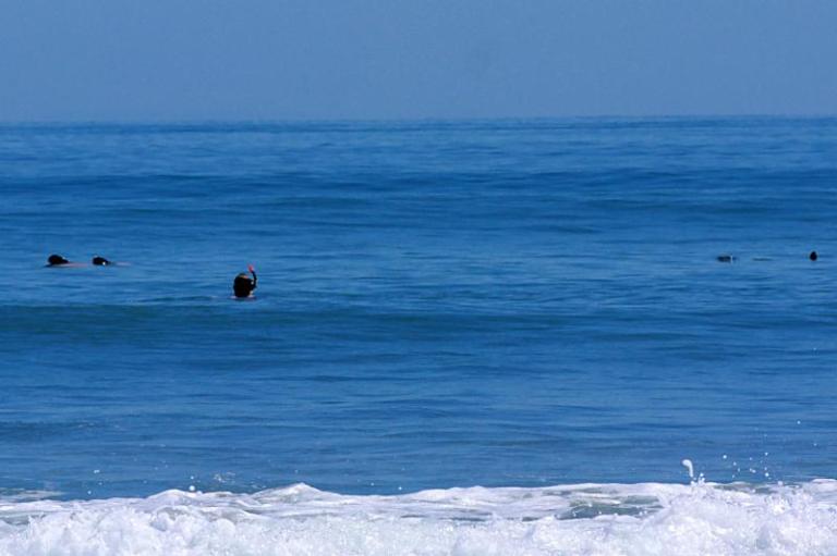 Jonas schwimmt mit Hector-Delfinen