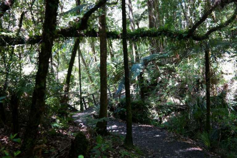 Waipoua Forest