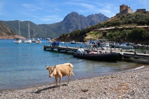 Kuh am Strand auf Korsika
