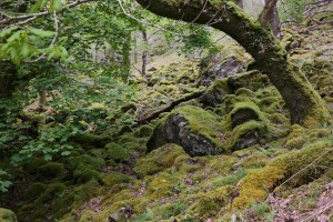 Bemooste Felsen in Wales