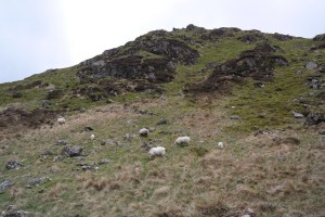 Schafe im Snowdonia Nationalpark in Wales