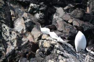 Tordalks auf Ramsey Island