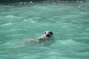 Seehund im Wasser vor Ramsey Island, Wales