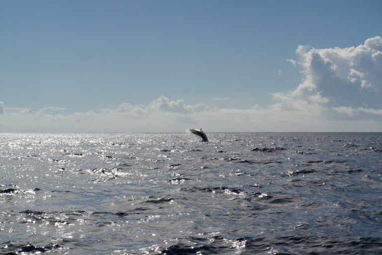 Pottwale auf den Azoren